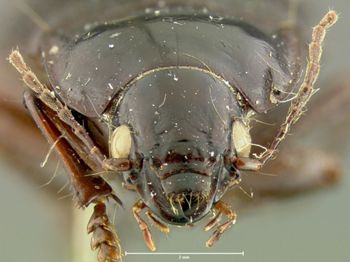 Media type: image;   Entomology 33030 Aspect: head frontal view